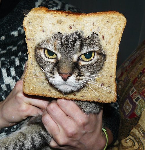 Mew-ortified Breaded Cat