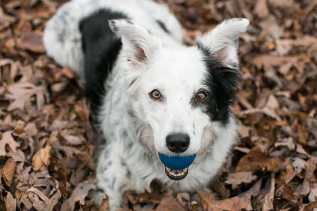 Chaser the Border Collie