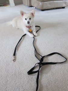 Cooper shows off how to loop one leash through both handles.