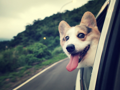 Go for a car ride with your dog! Photo: Nisa Yeh
