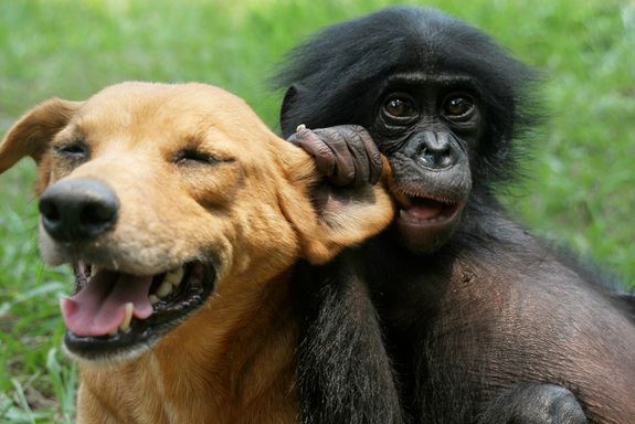Dogs and bonobos took part in the self-control study. Photo: Brian Hare