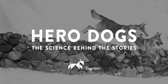 hero_dogs