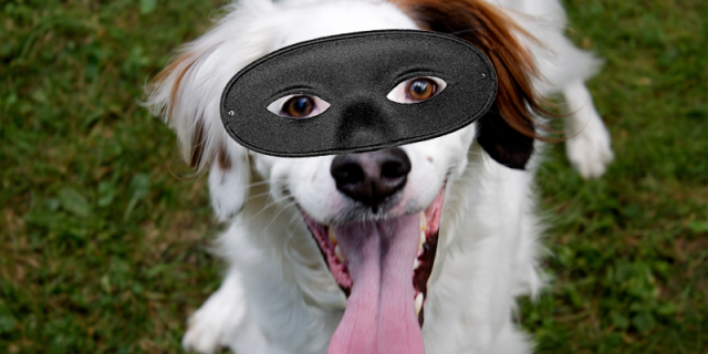 dog_bandit_sq