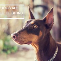 Some Keys To Preventing Dog Bites - Dognition