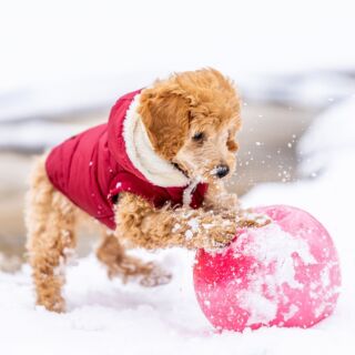 How To Keep Your Dog Busy On A Rainy Day: 4 Trainer Approved Tips – St.  PetersBARK